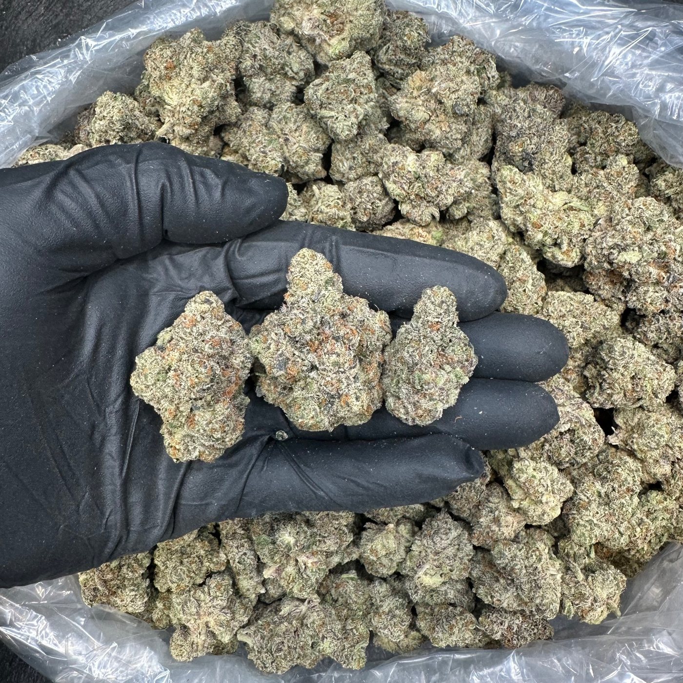 GMO &mdash; Exotics