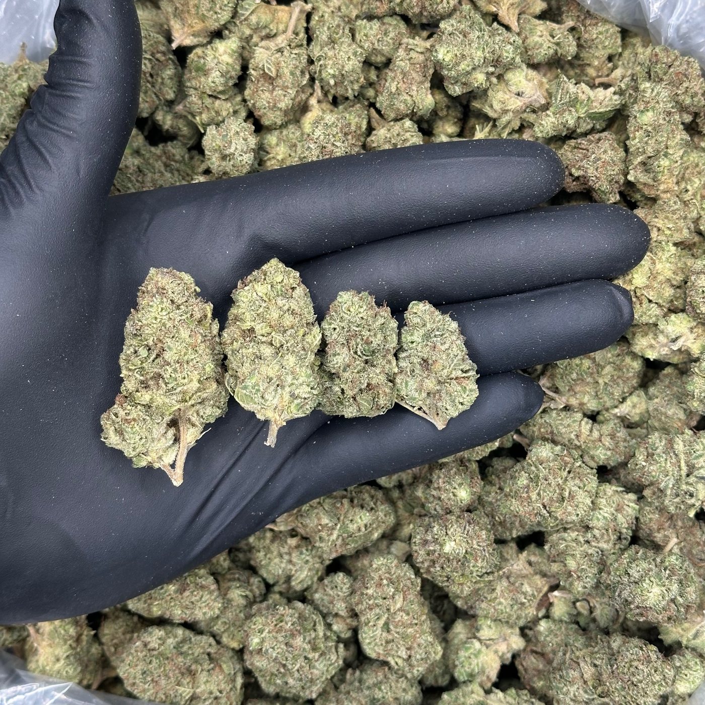 Green Crack &mdash; Everyday
